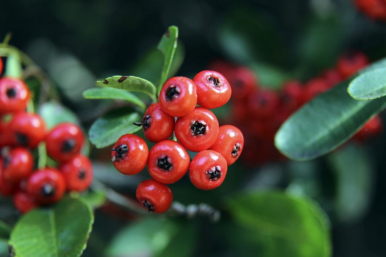 比利时足球黄金时代落幕 最佳战绩世界杯季军.